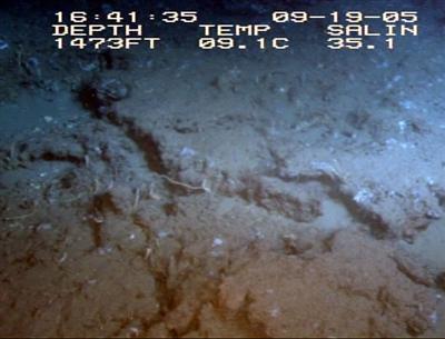 video thumbnail: Chemo Seep Biotope