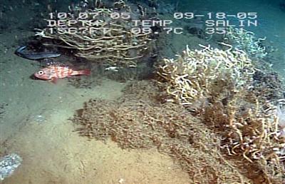 video thumbnail: Chemo Tubeworms