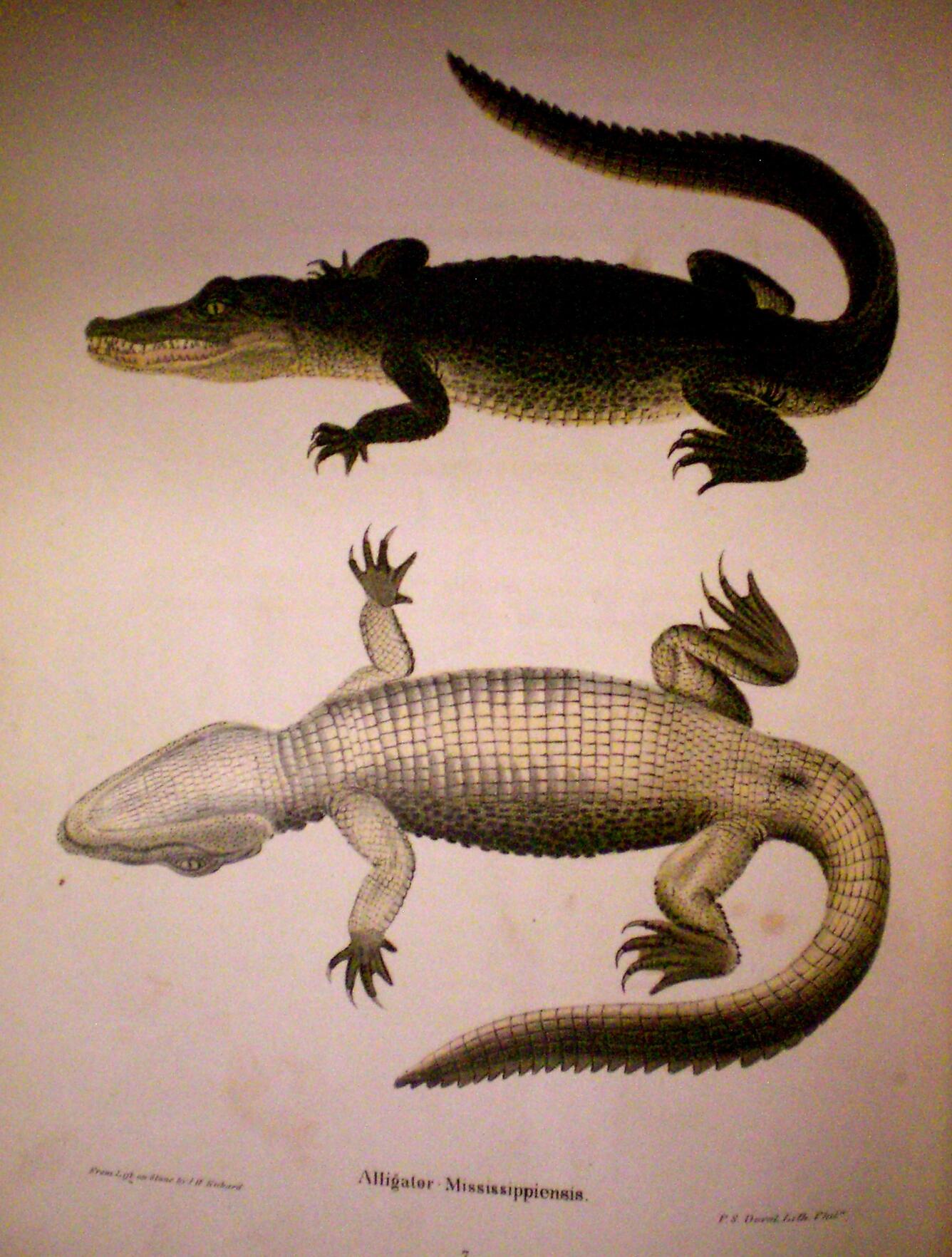 Image: North American Herpetology: Image of an Alligator