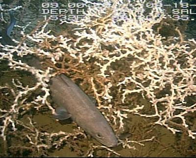 video thumbnail: Conger Eel (Conger oceanicus)