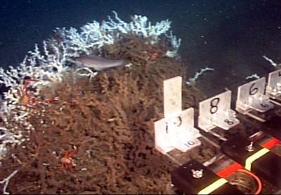 video thumbnail: Coral Sampling