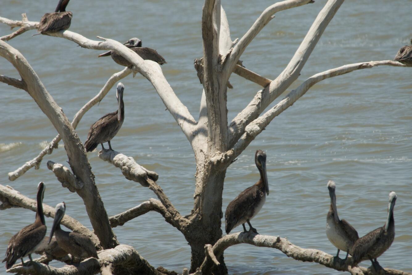 Image: California Brown Pelican