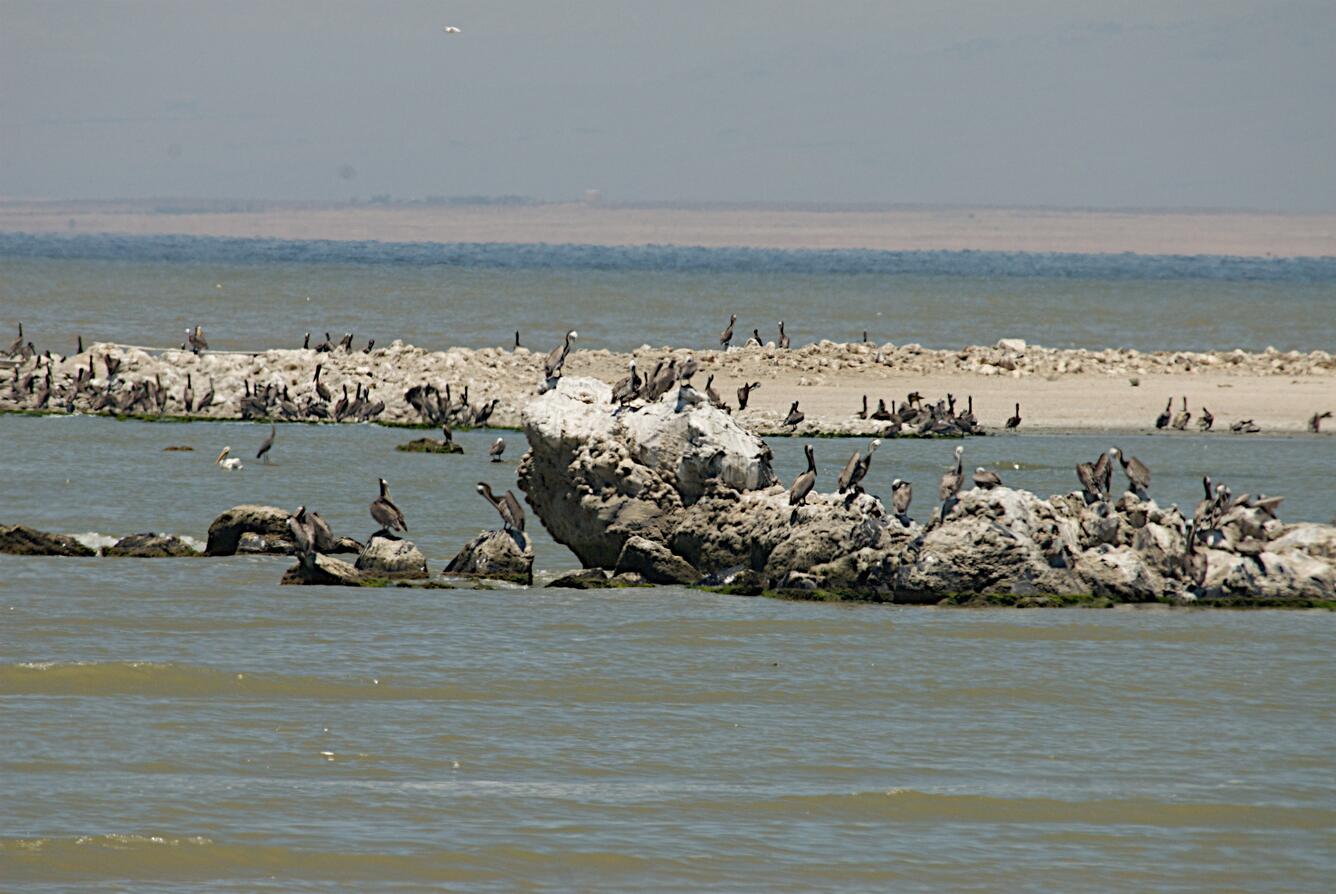 Image: California Brown Pelicans