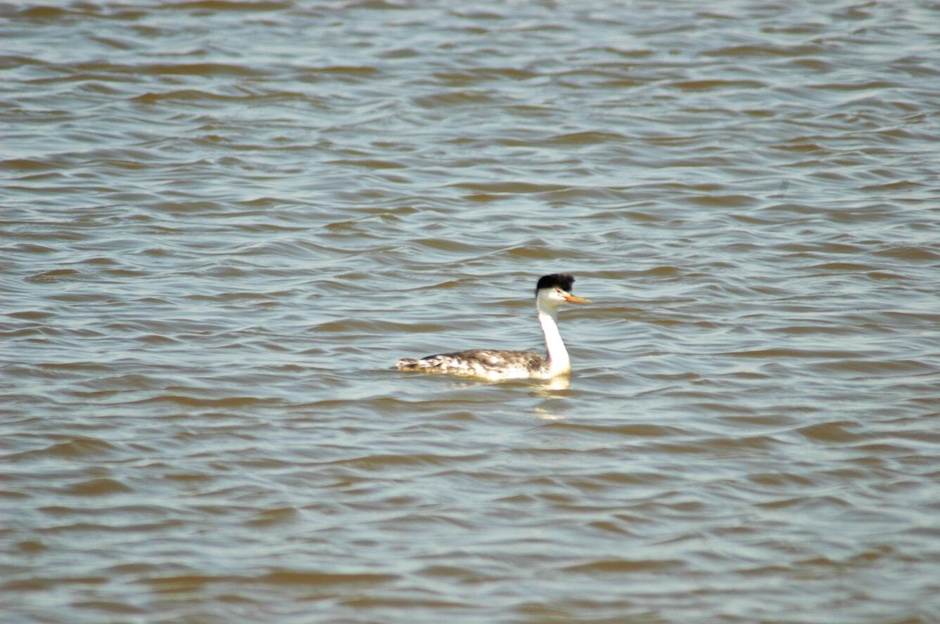 Image: Clarks Grebe