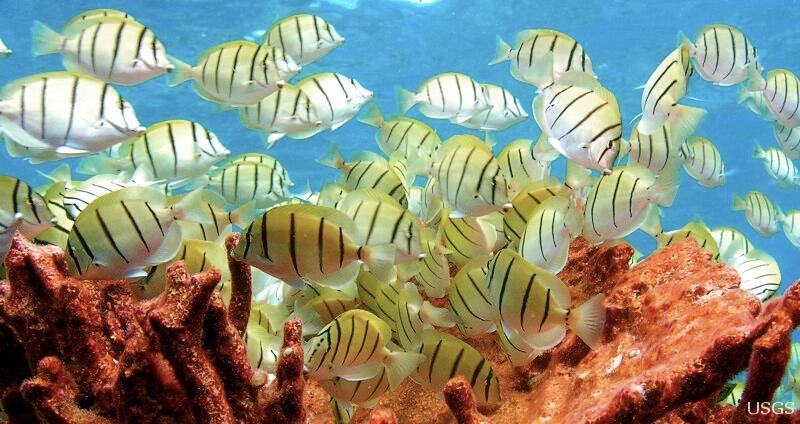 Image: Convict Tangs in the Coral Reef at the Palmyra National Wildlife Refuge