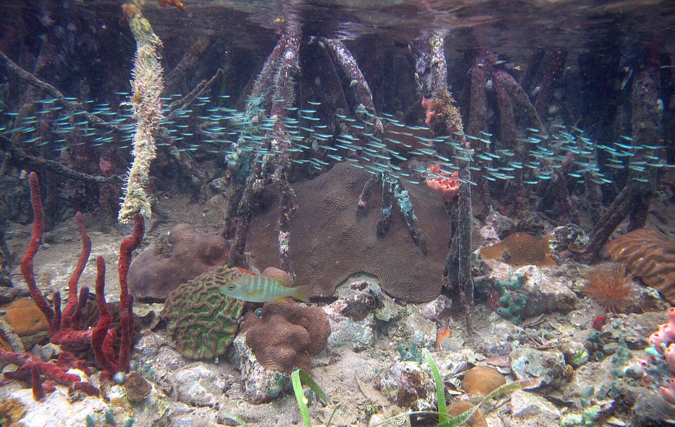 Image: Coral Reef at Hurricane Hole USVI