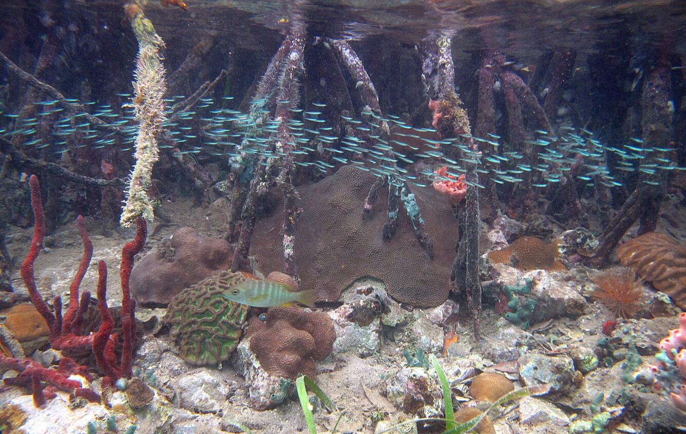 Image: Coral Reef  at Hurricane Hole USVI