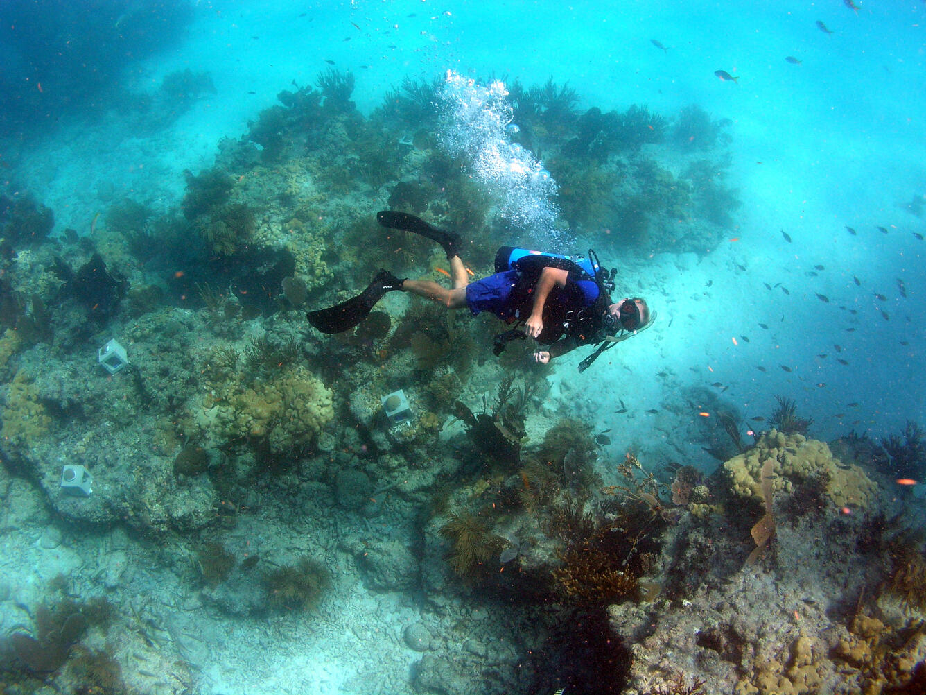 Image: USGS Coral Reef Researcher