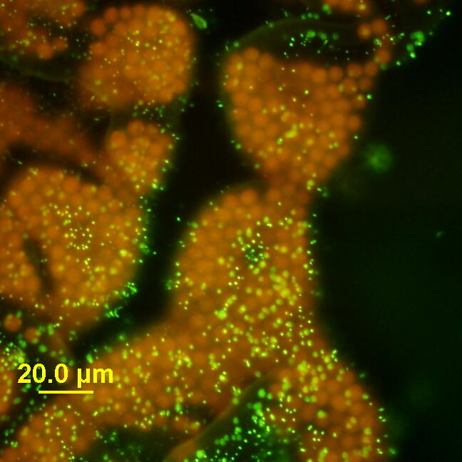 Image: Harmful Algal Blooms
