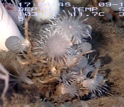 video thumbnail: Dandelion Anemones