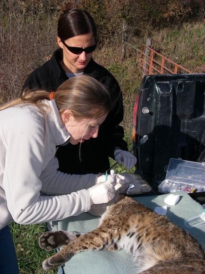 Image: Bobcat DNA Sample