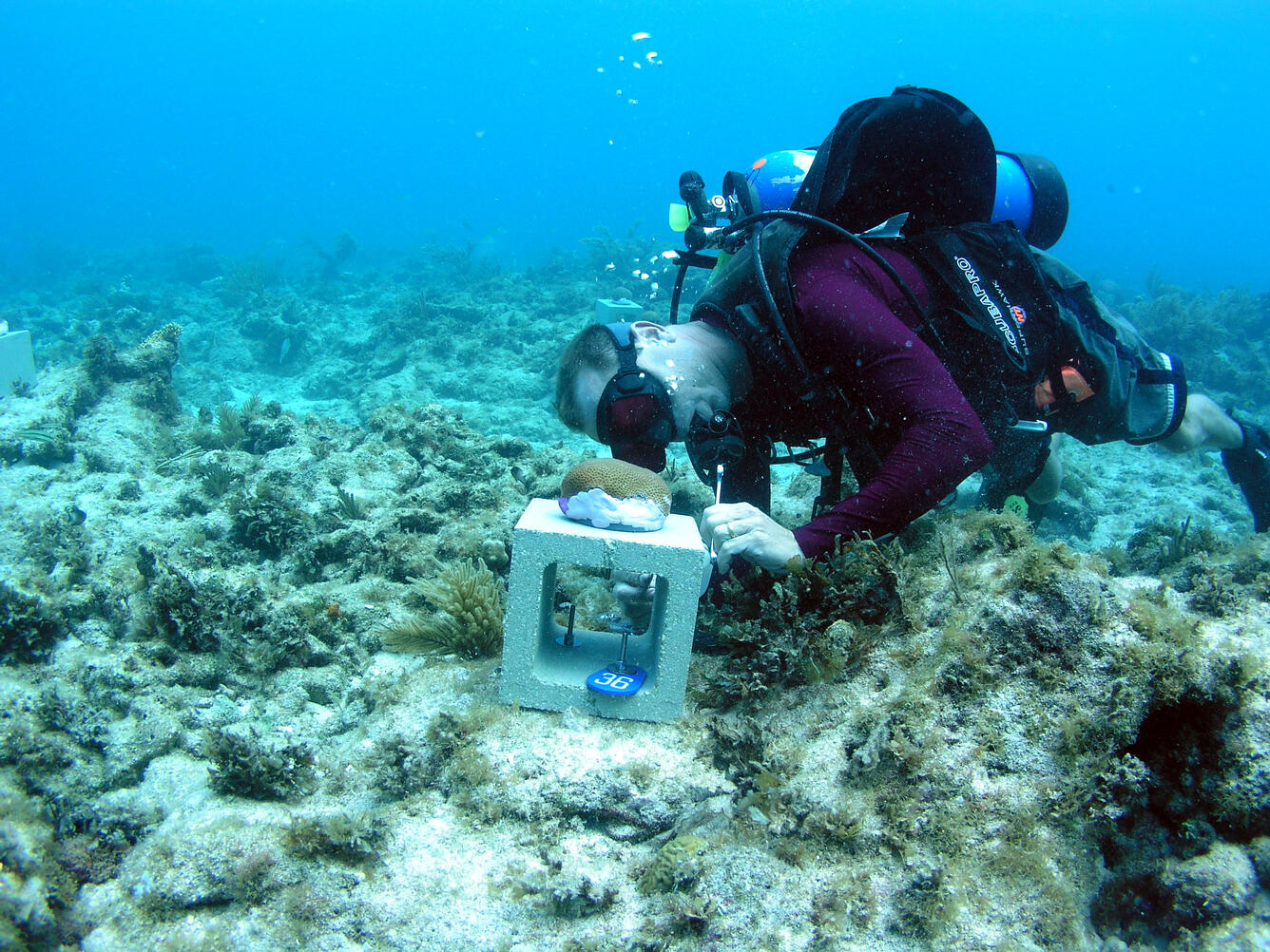 Image: Coral Calcification Monitoring Stations