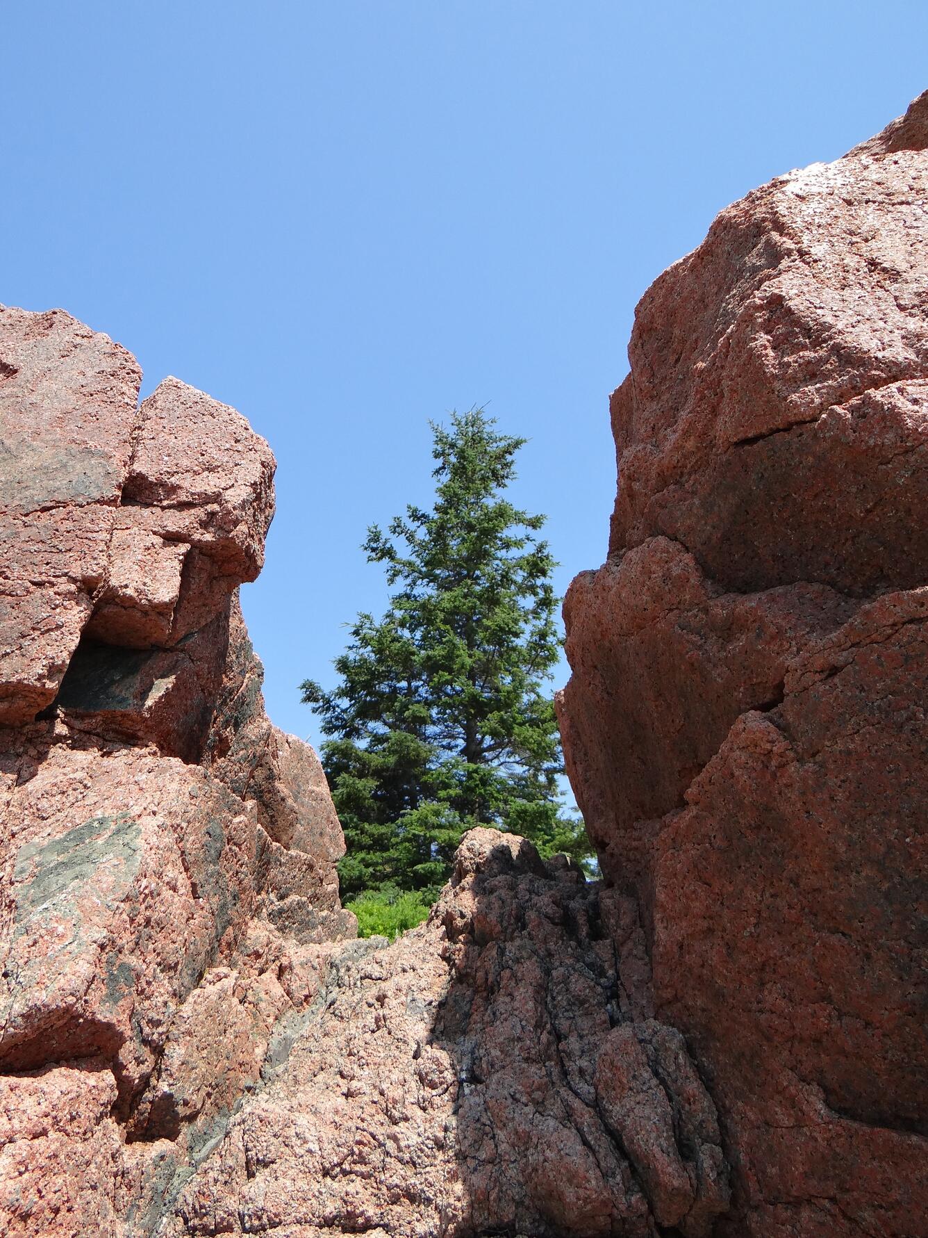 Image: Pine Tree and Granite at Thunder Hole