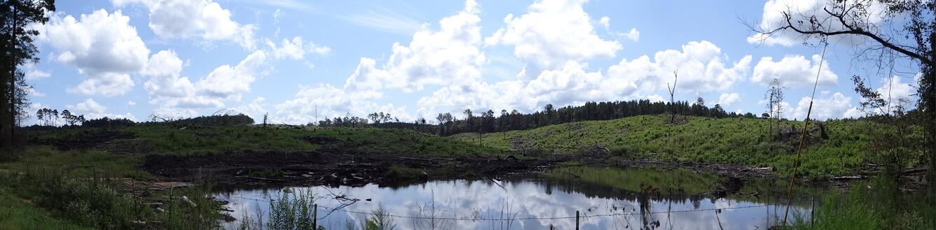 Image: Panorama of Clear-Cutting for Pulp Mill