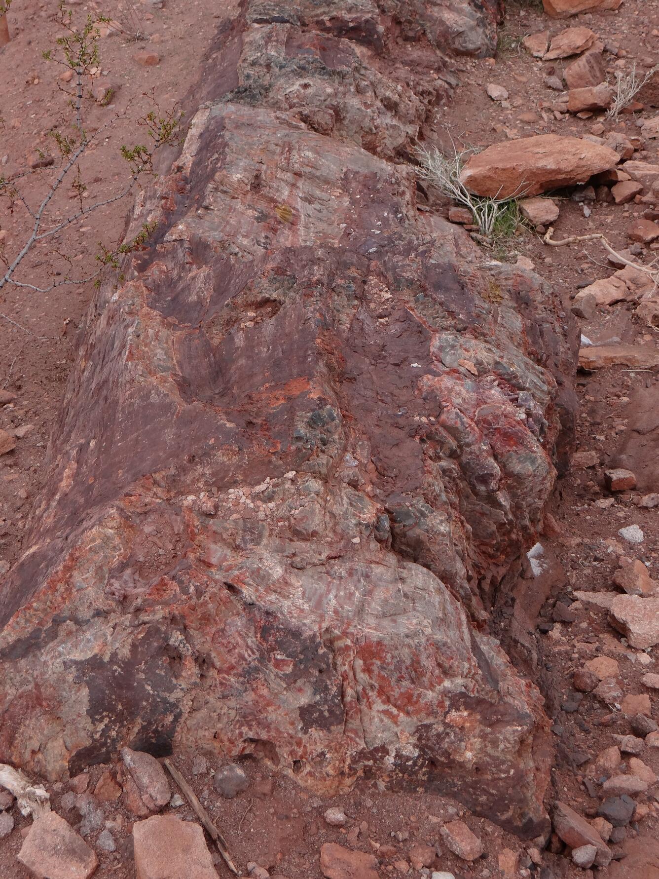 Image: Petrified Wood