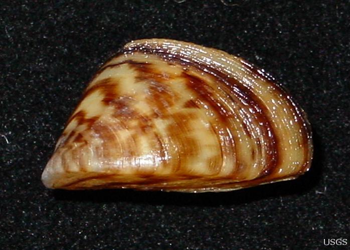 Image: Zebra Mussel