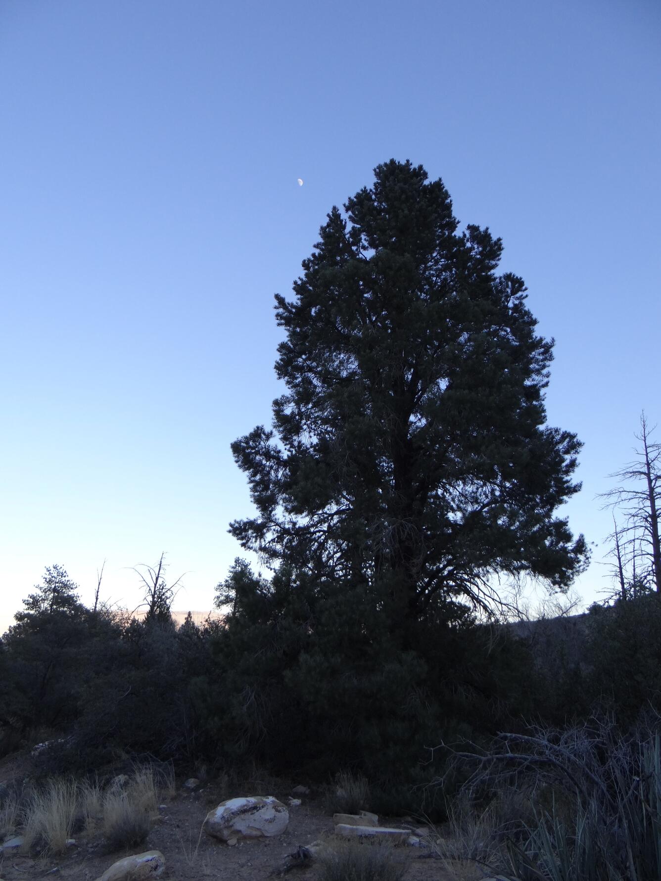 Image: Moonrise over Loblolly Pine