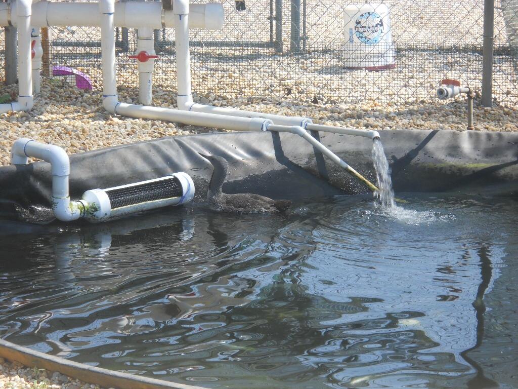 A loon floats in retention pool with PVC pipe pushing water into the pool