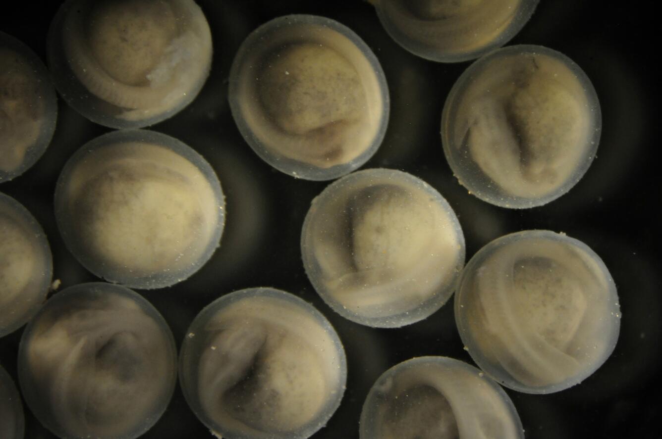 Image: Pallid Sturgeon Embryos