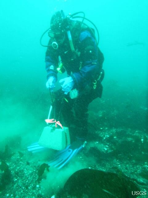 Image: Diver Deploying Transect Marker