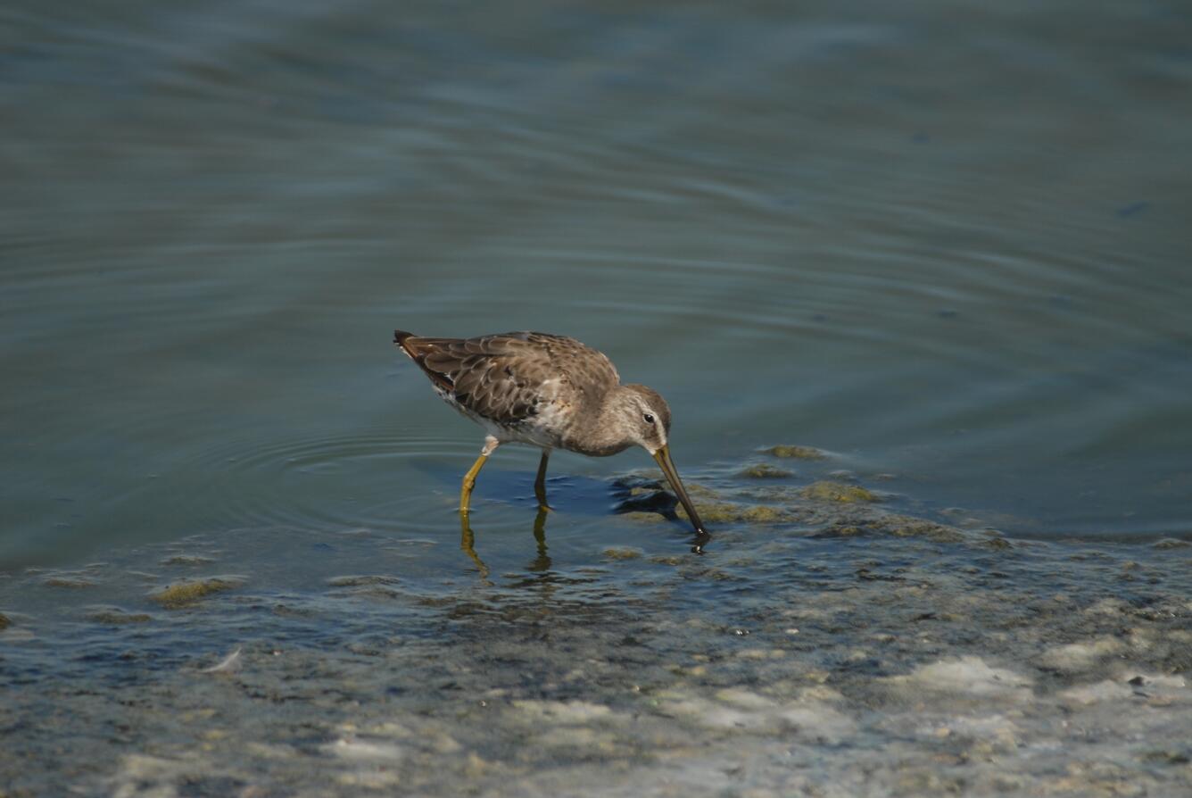 Image: Dowitcher