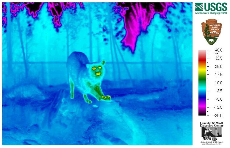 Image: Downward Facing Wolf