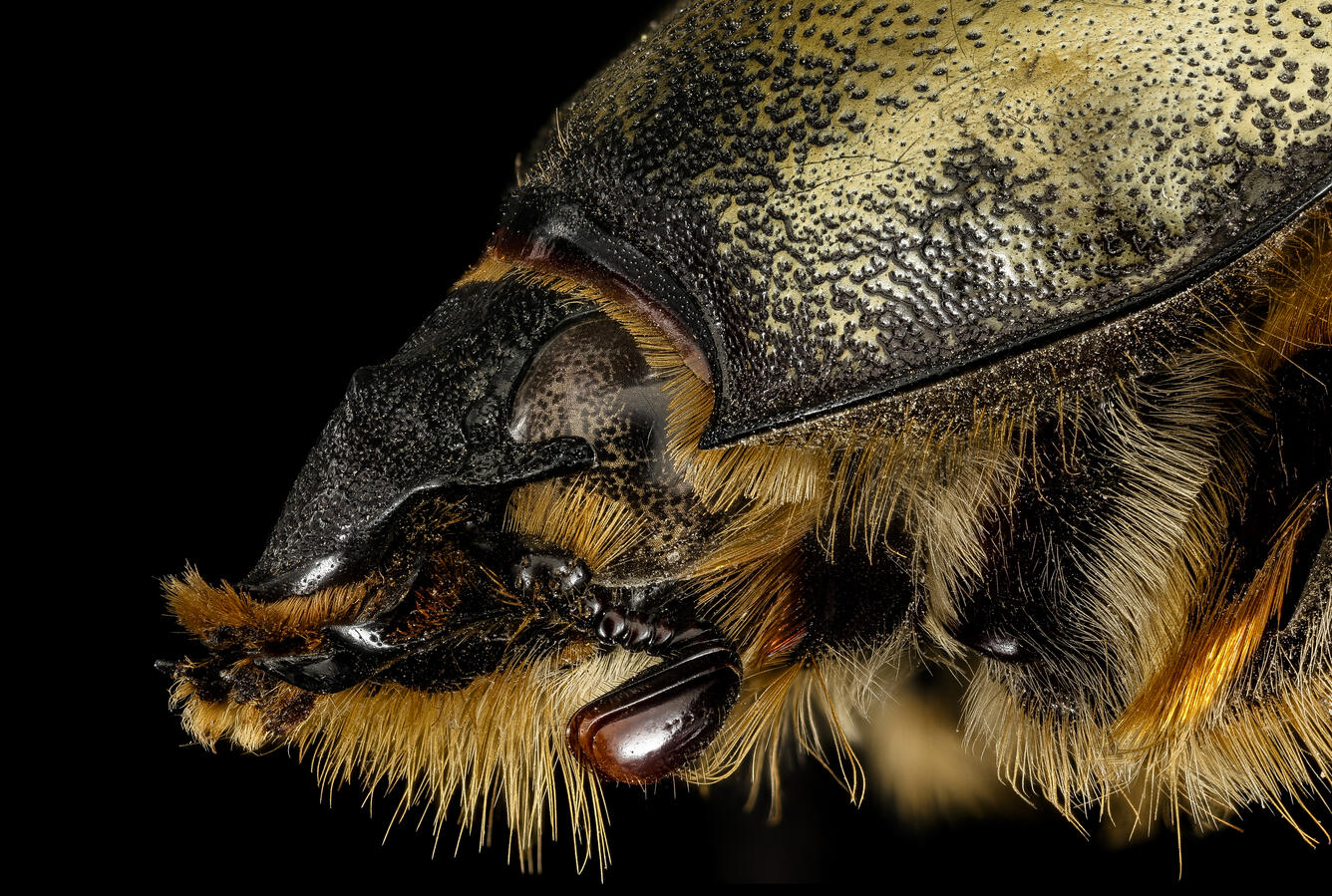 close up of image