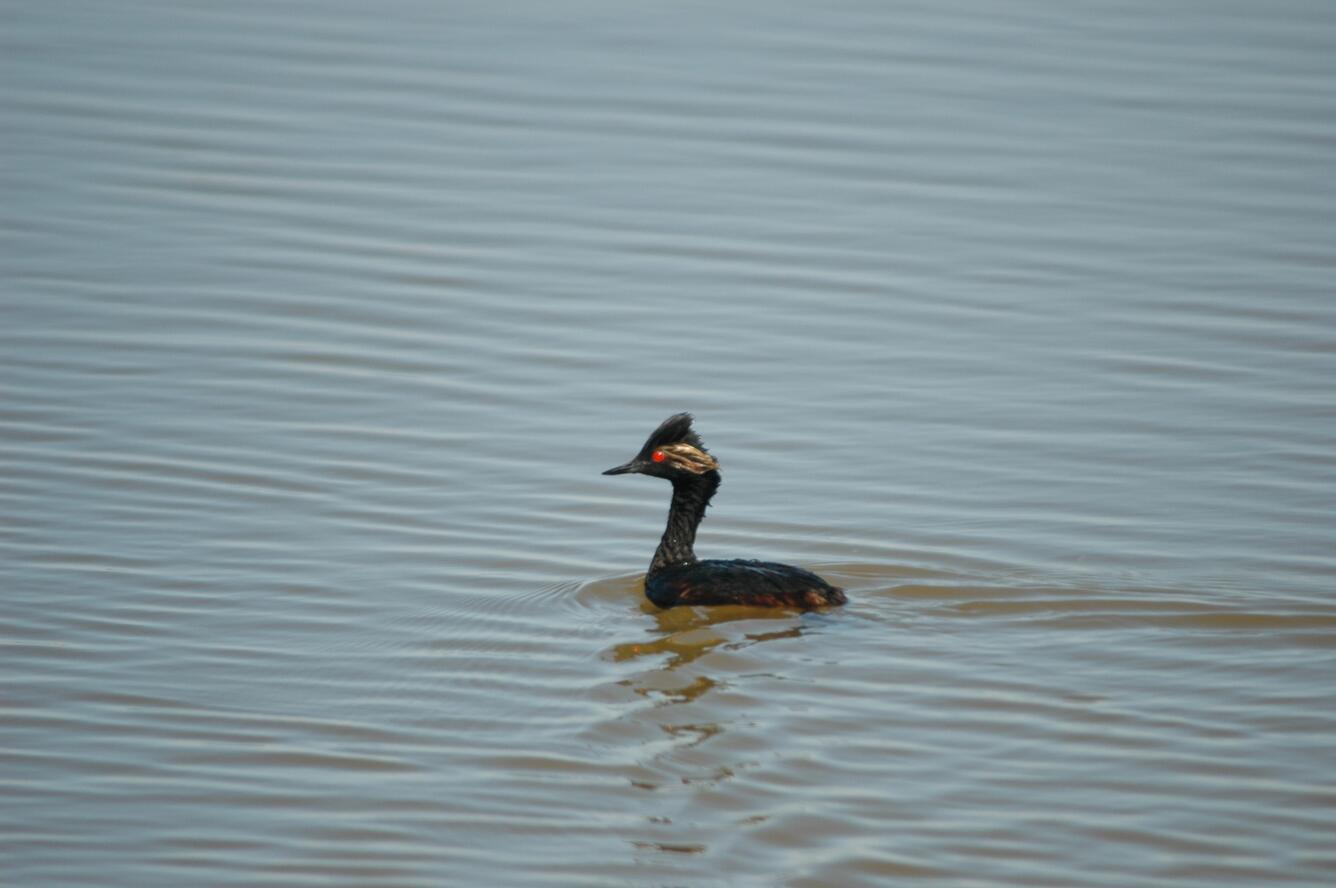 Image: Eared Grebe Breeding Plumage