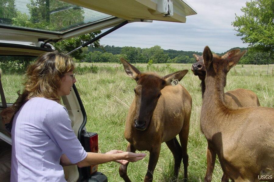 Image: USGS Hydrologist Meets Elk