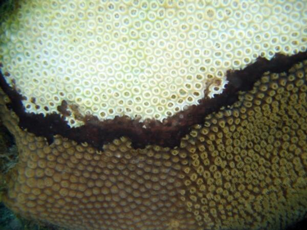 Image: Black Band Disease on Great Star Coral