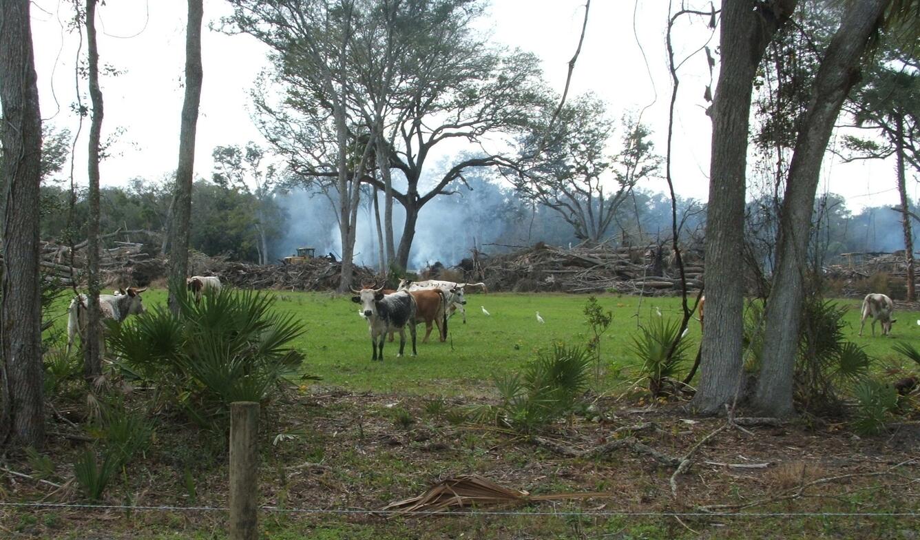Image: Deforestation