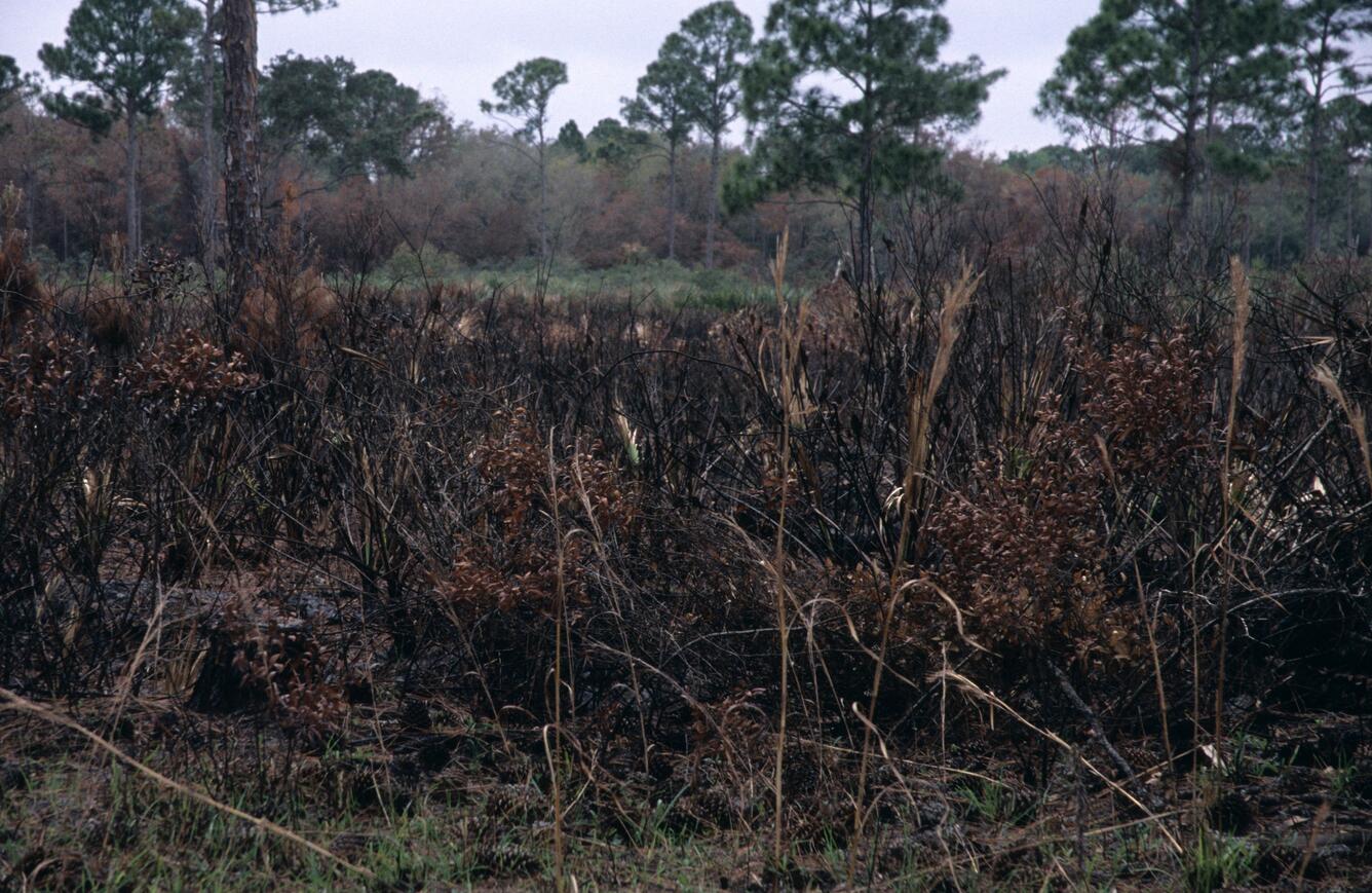 Image: Shrubs at Merritt Island Wildlife Refuge