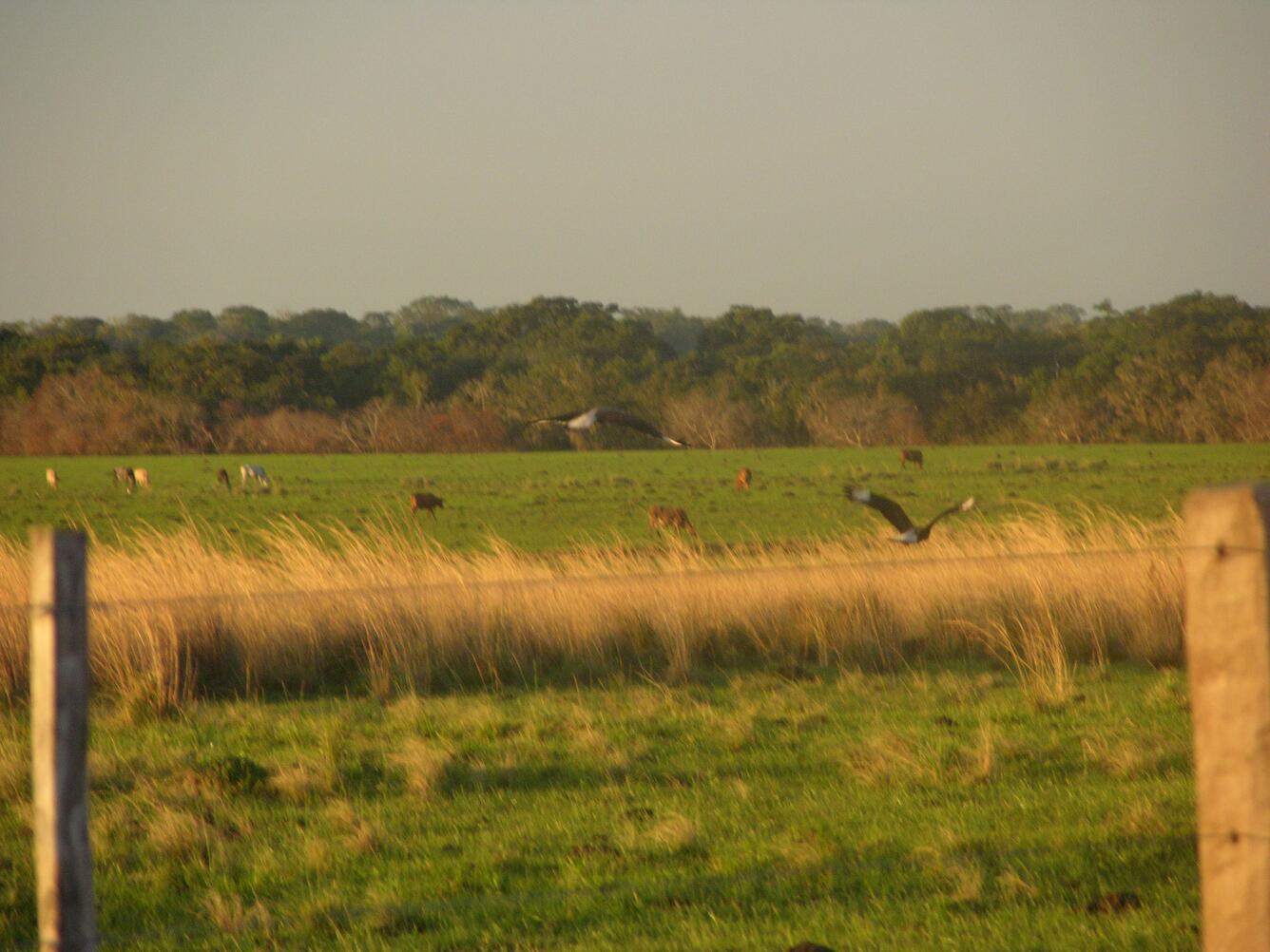 Image: Southern Crested Caracaras Flying Away in Pasture