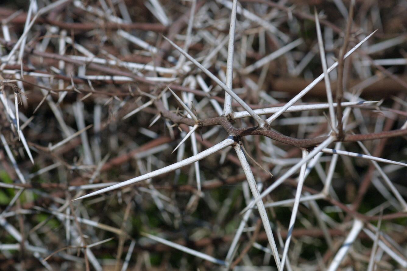 Image: Acacia (Acacia Sp.)