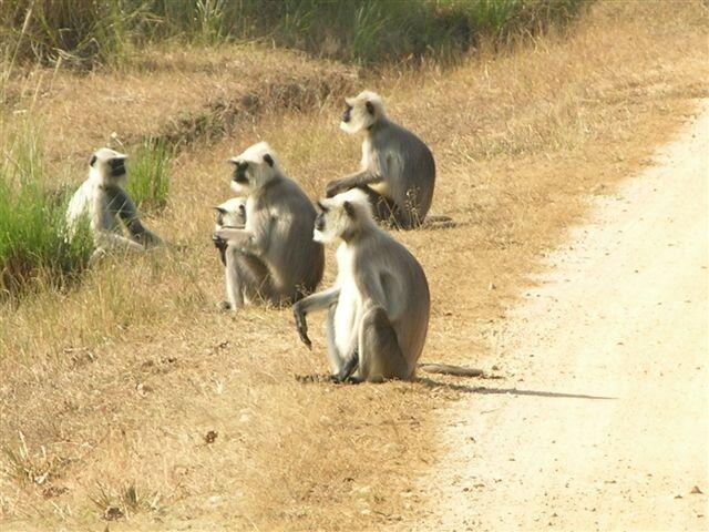 Image: Black-Faced Langur (Semnopithecus entellus)