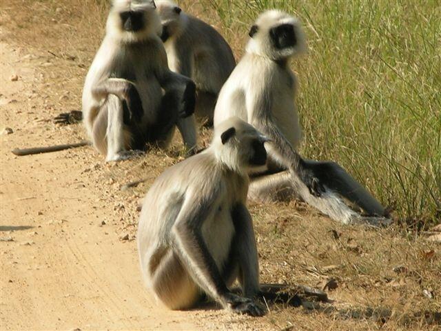 Image: Black-Faced Langur (Semnopithecus entellus)