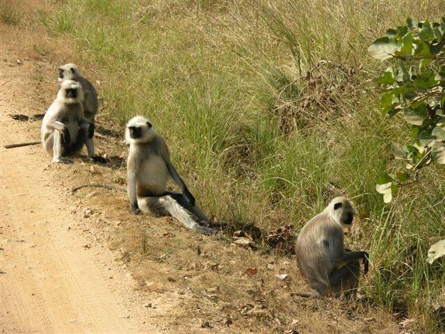 Image: Black-Faced Langur (Semnopithecus entellus)