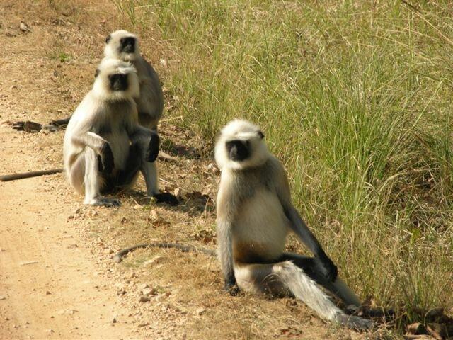 Image: Black-Faced Langur (Semnopithecus entellus)