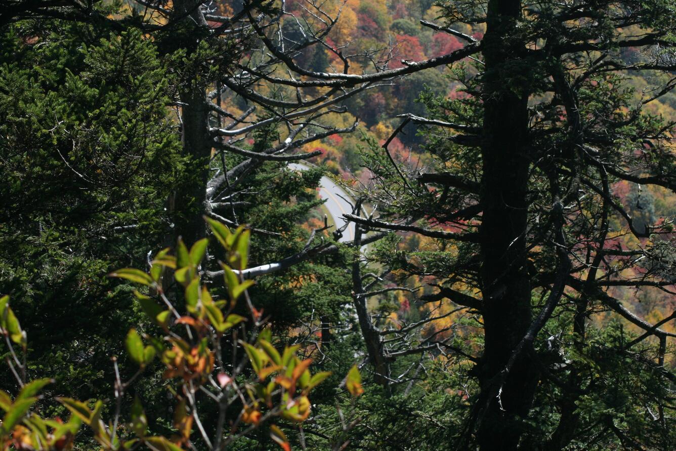 Image: Fall Foliage From Waterrock Knob