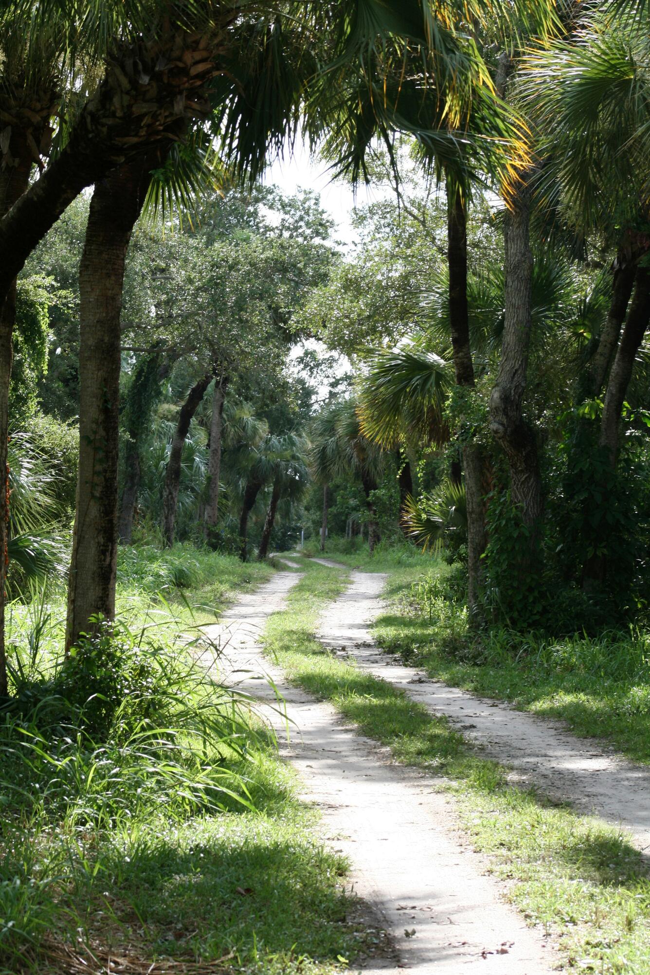 Image: Bucolic Country Lane in Florida