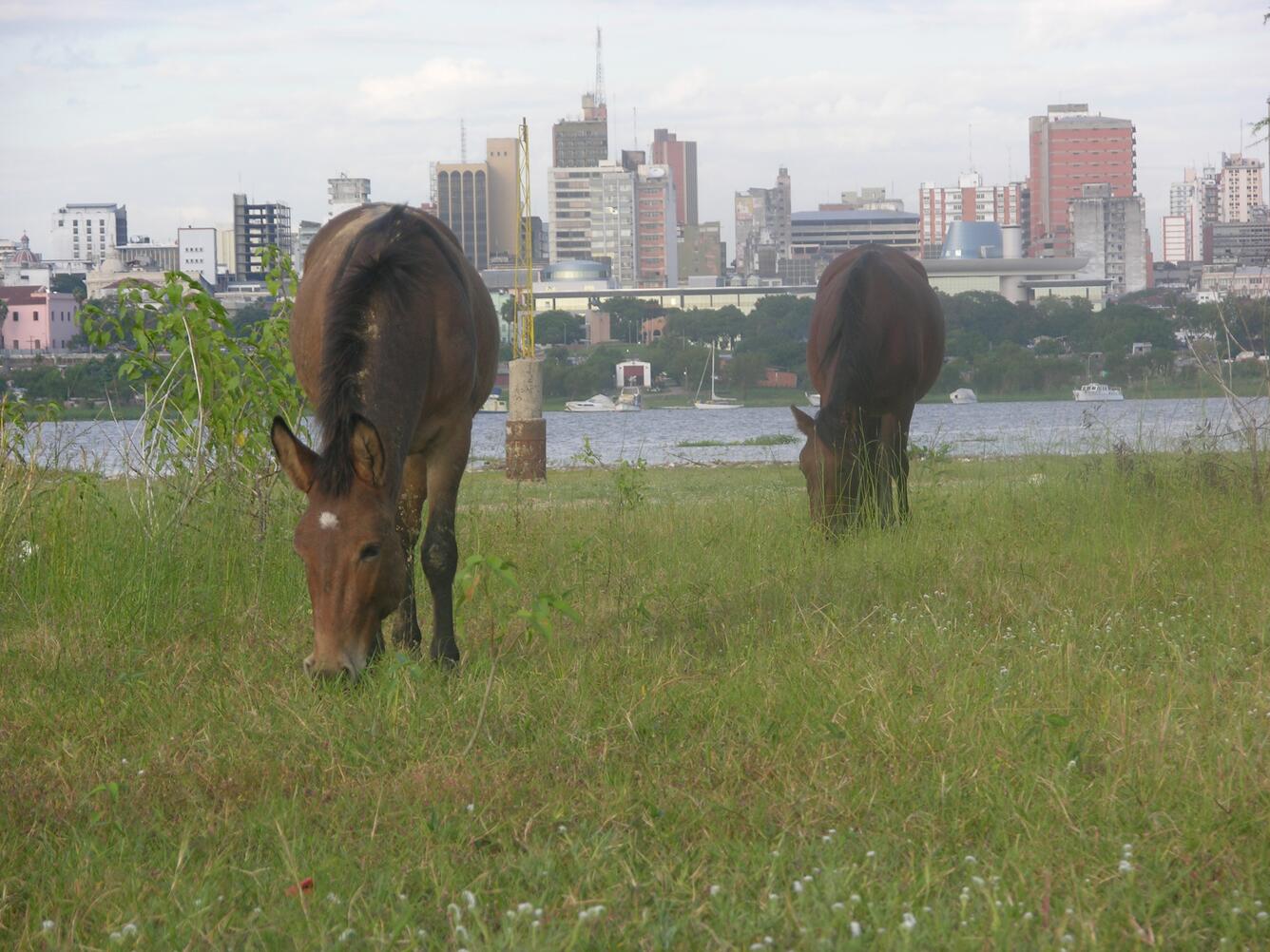 Image: Asunción Mule and Horse