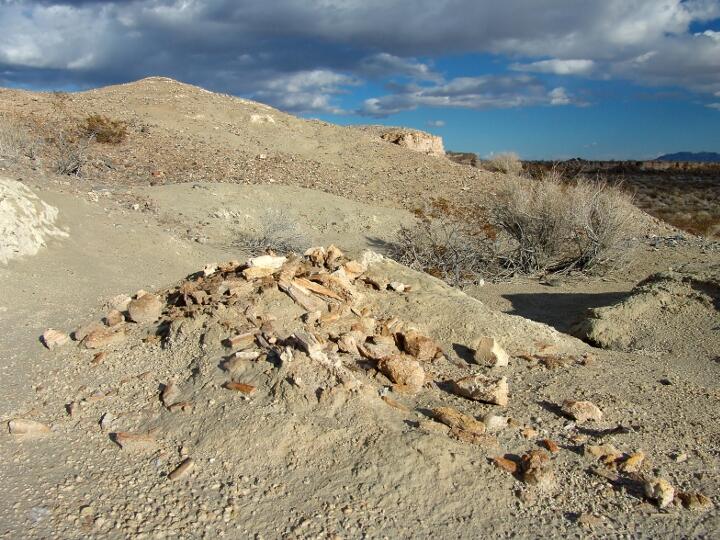 Image: Juvenile Mammoth Bones in Tule Springs Fossil Beds National Monument (TUSK)