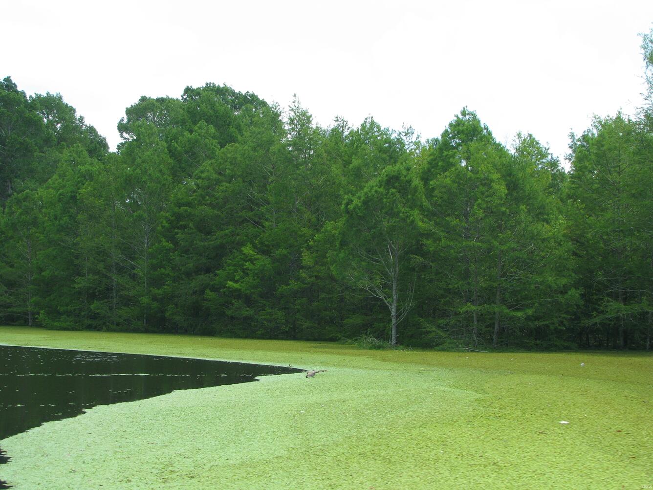 Image: 2011 Spring Flood