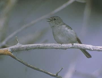 Image: Gray Vireo