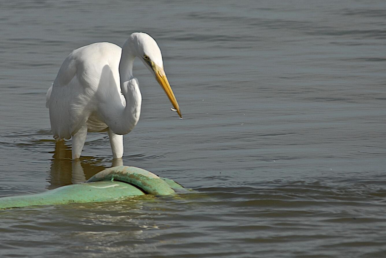 Image: Great Egret Fishing