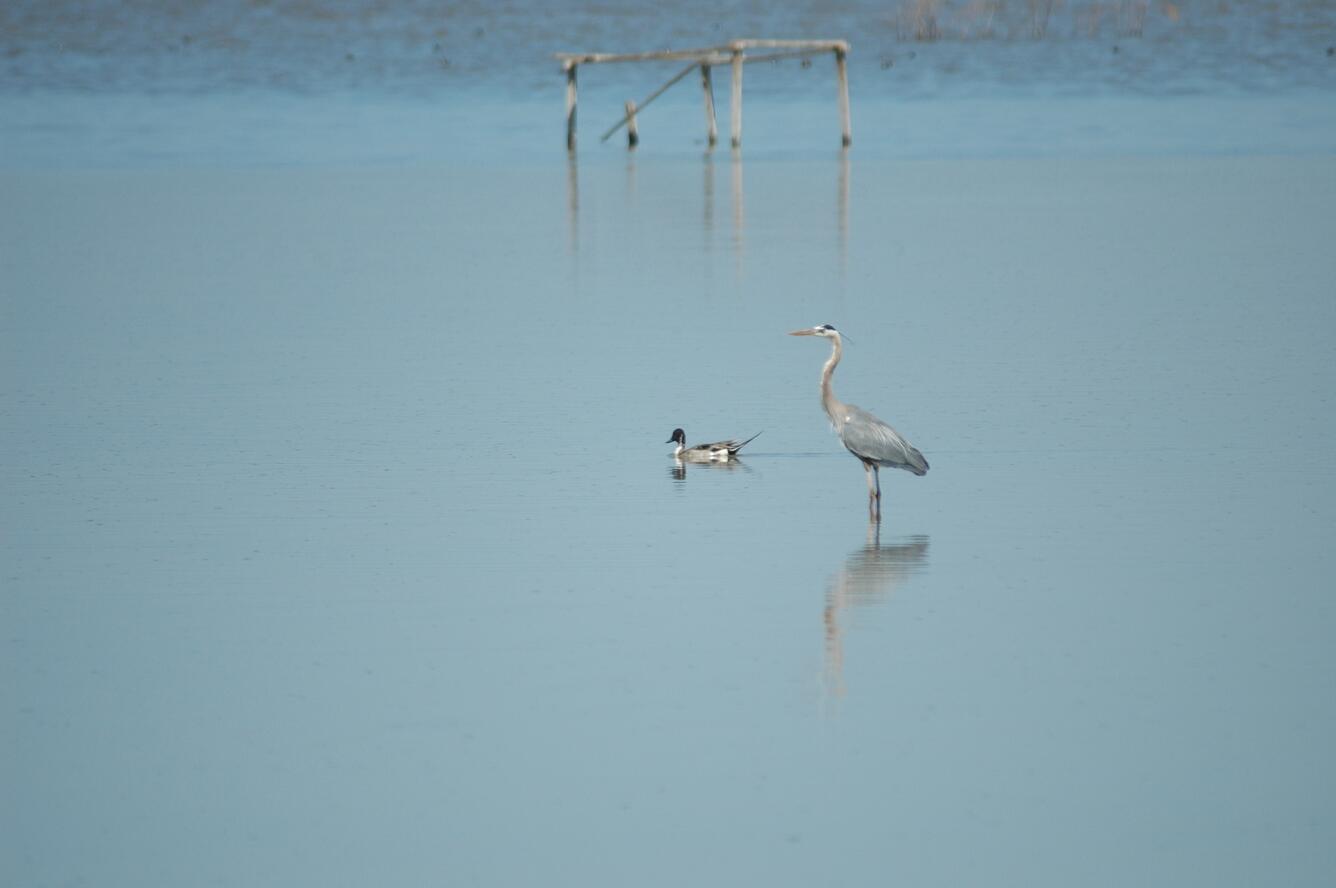 Image: Great Blue Heron and Northern Pintail