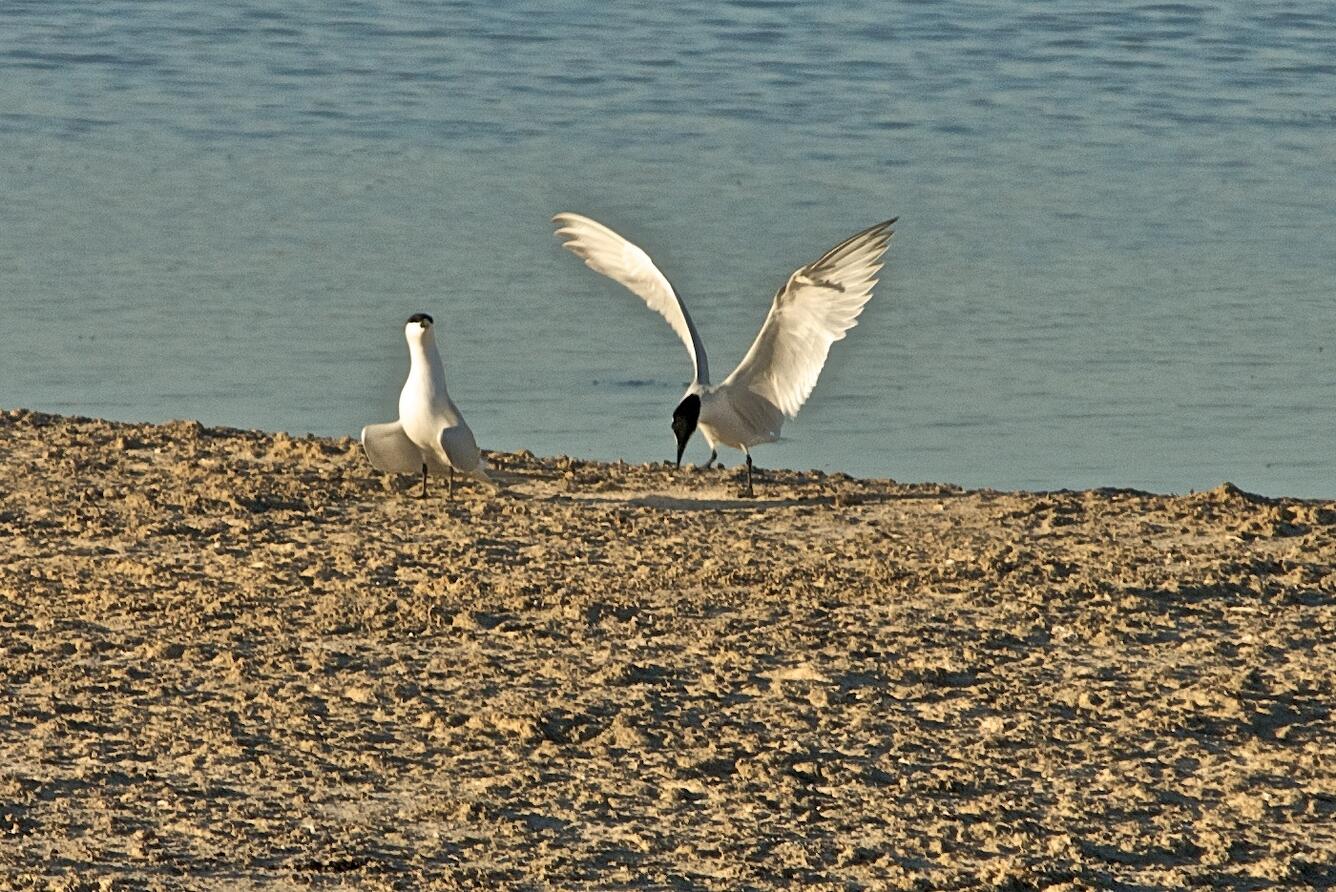 Image: Gull-billed Tern Courtship