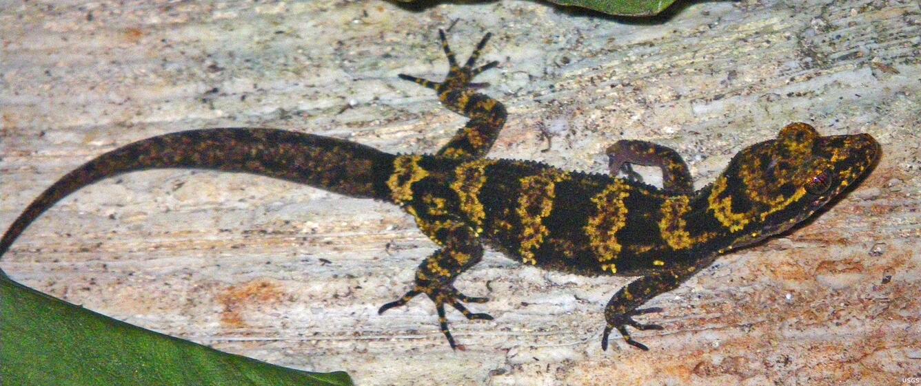 Image: Bumblebee Gecko from Papua New Guinea