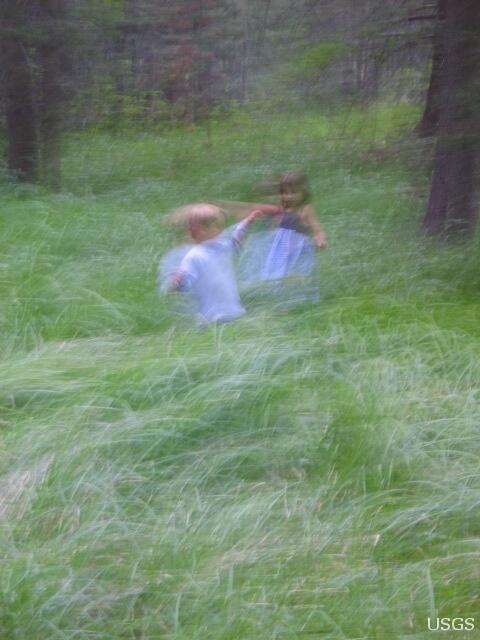 Image: Soft Woodland Dance