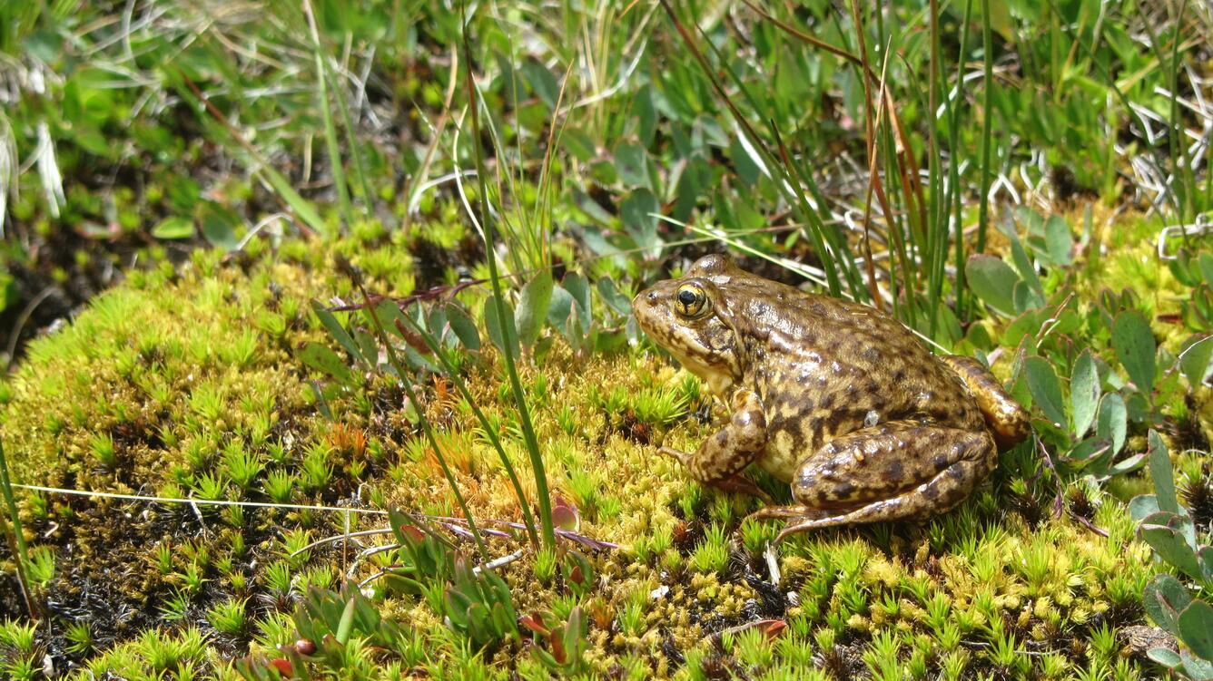 Image: Mountain Yellow-legged Frog